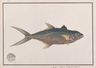 Caballa Rey Indo-Pacífica, de Dibujos de Peces de Malaca, c.1805-18 de Chinese School